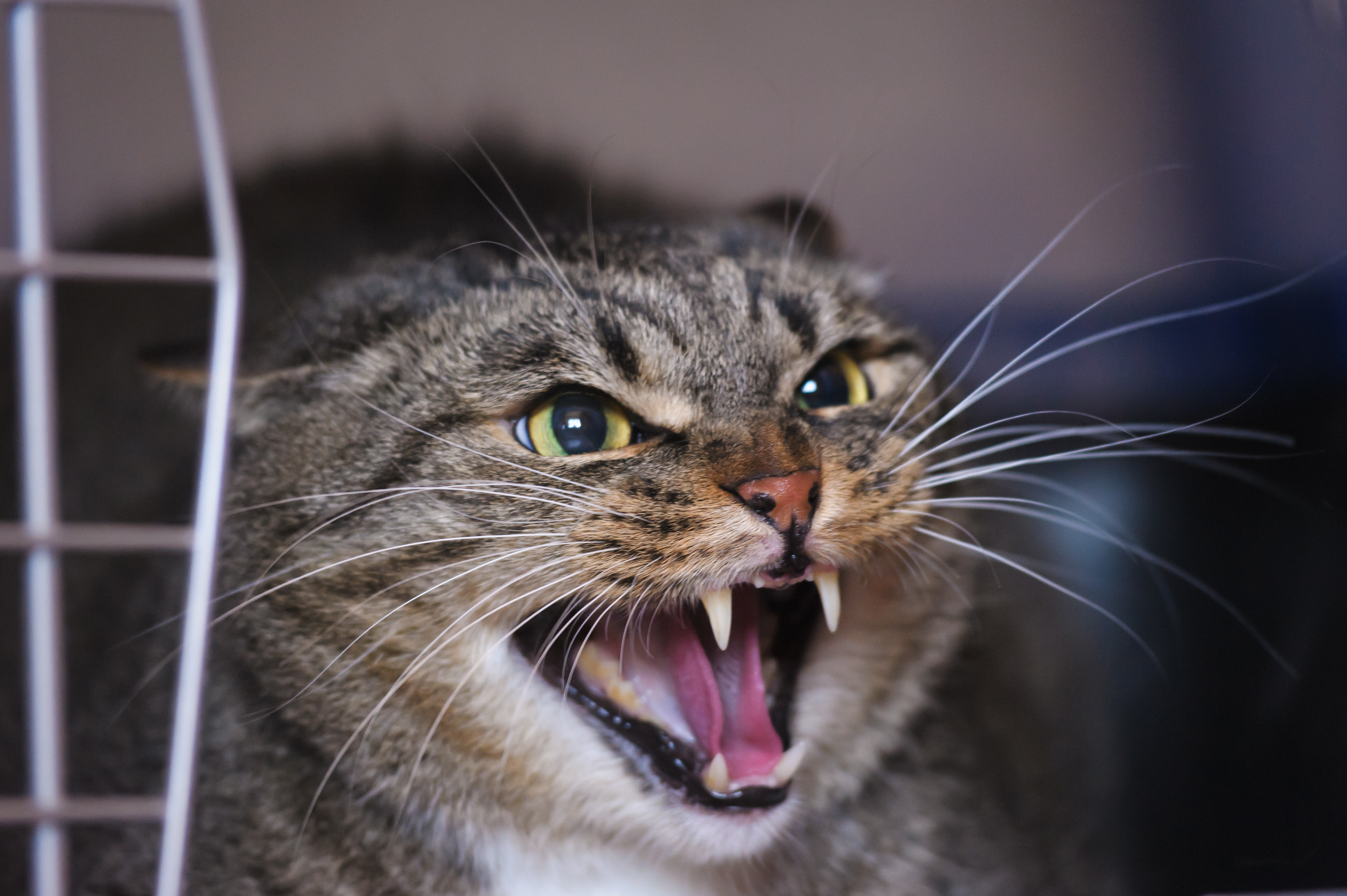 Mas, por que os gatos não gostam de ter contato com felinos de fora? Fonte: AdobeStock.